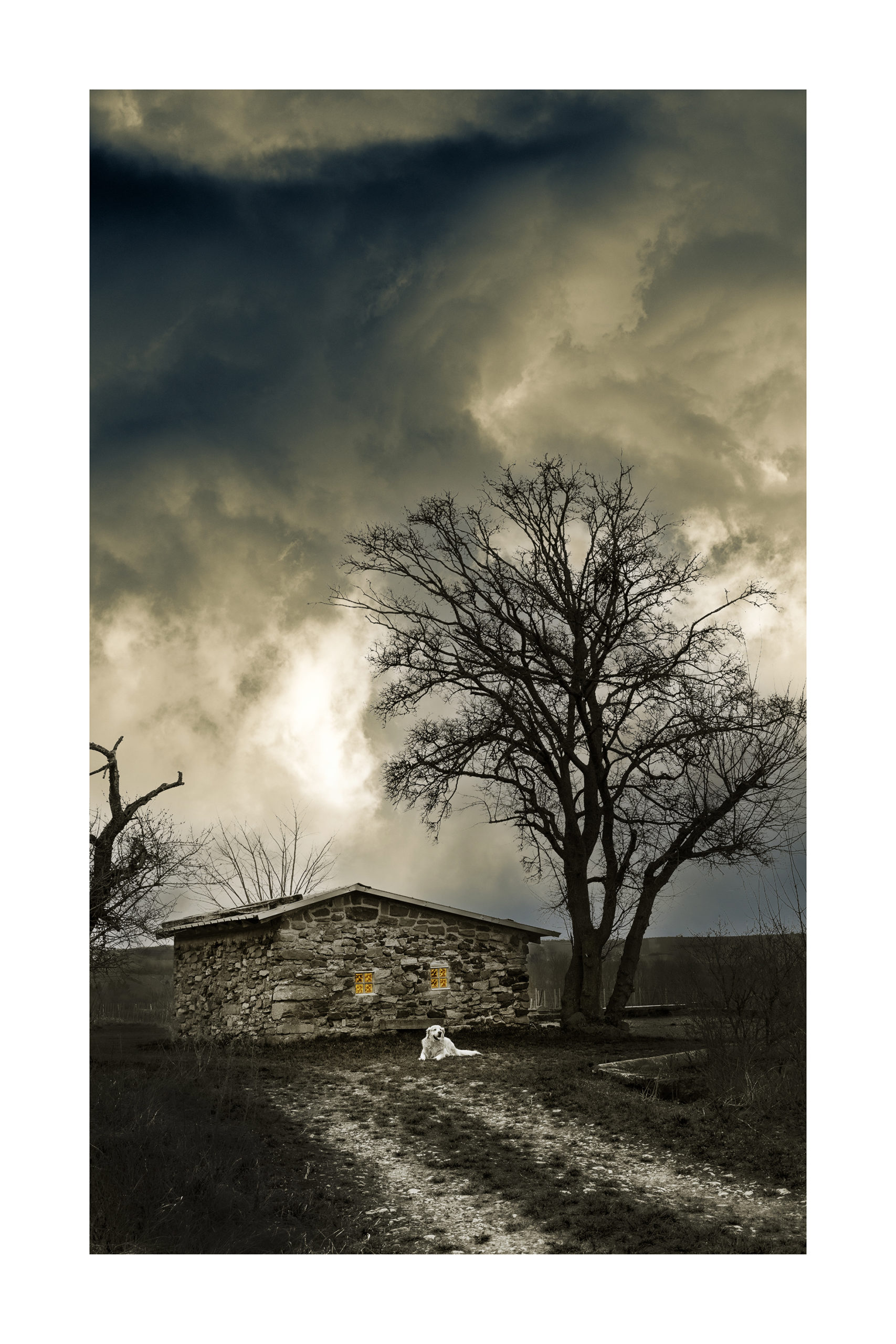 Mon fidèle compagnon